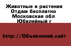 Животные и растения Отдам бесплатно. Московская обл.,Юбилейный г.